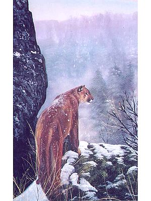 Mountain Lion