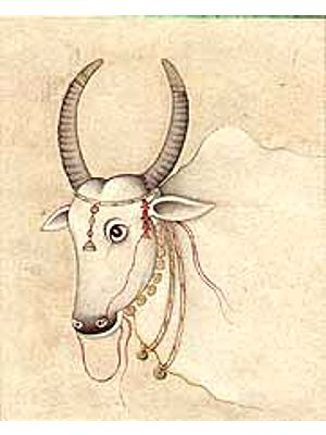 Nandi - the Cow