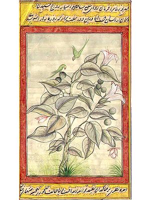 Parrots Hovering over Plant