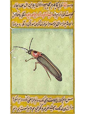 Photinus Pyralis<br>Common Eastern Firefly