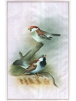 Sparrows