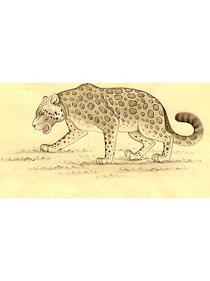 Spotted Leopard