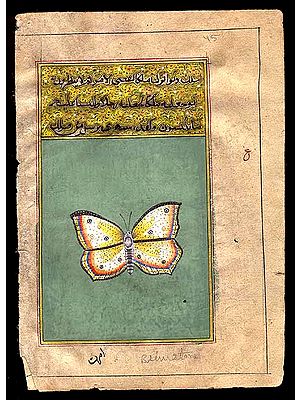 The Brimstone Butterfly