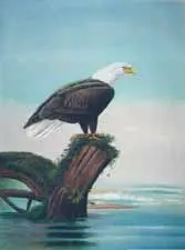 Bald Eagle