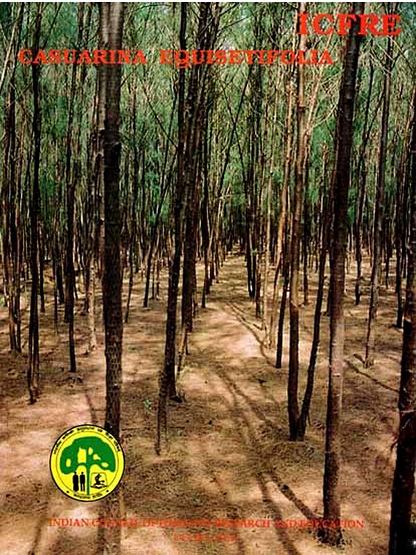 Casuarina Equisetifolia