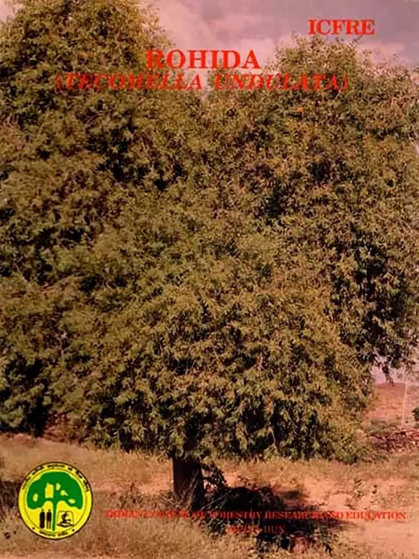 Rohida (Tecomella Undulata)