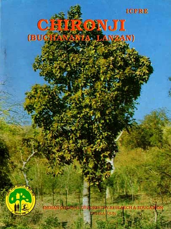 Chironji (Buchananta Lanzan)