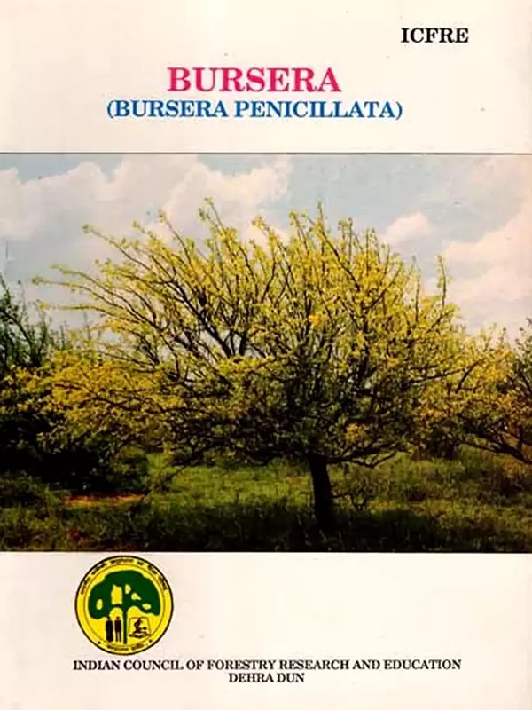Bursera (Bursera Penicillata)