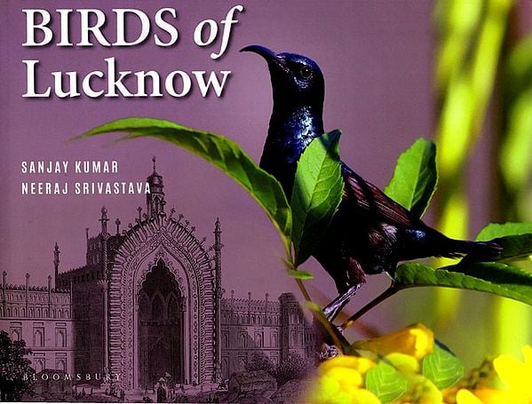 Birds of Lucknow