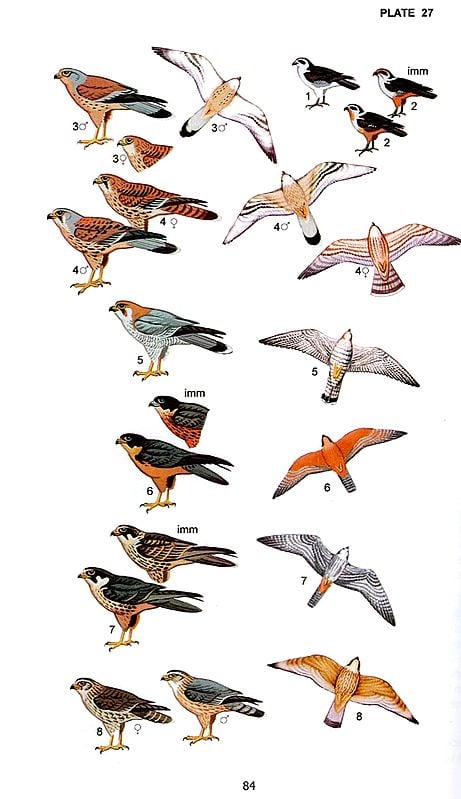 洋書 BIRDS OF PREY OF THE INDIAN SUBCONTINENT Birds of Prey of the Indian Subcontinent By Rishad Naoroji