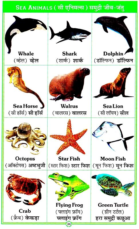 Kid's Primer (हिंदी संस्करण) | Exotic India Art Kid's Primer (हिंदी संस्करण) | Exotic India Art
