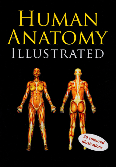 Human Anatomy Illustrated (30 Coloured Illustrations)