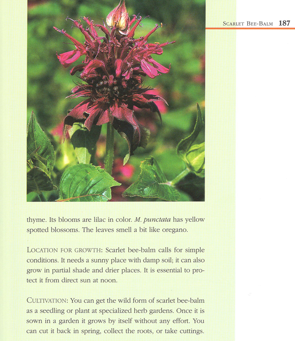 Dumont's Lexicon of Herbs Exotic India Art