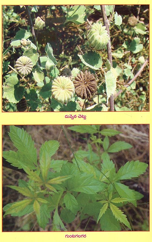 పచ్చని వనమూలికలు పసిడి ఆరోగ్యం Green Herbs for Green Health With