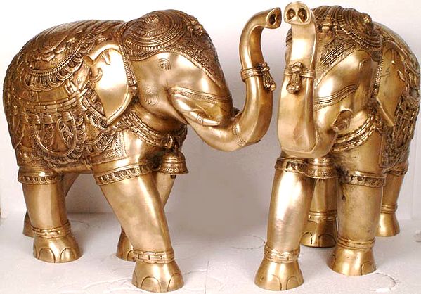 The Elephant Pair