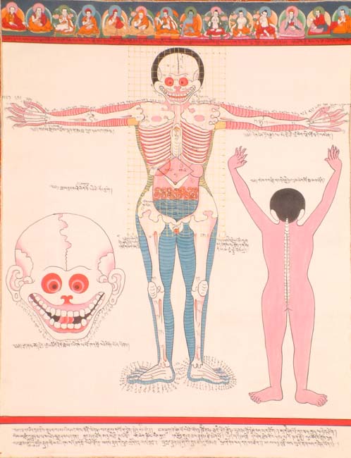 Front View of Human Anatomy