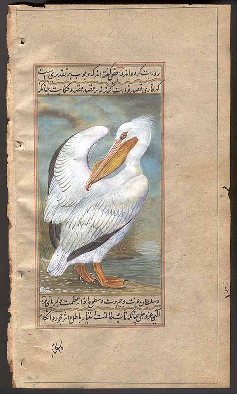 American White Pelican<br>Anas platyrhyncos