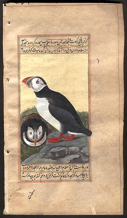 Audobon's Birds of America<br>Puffin