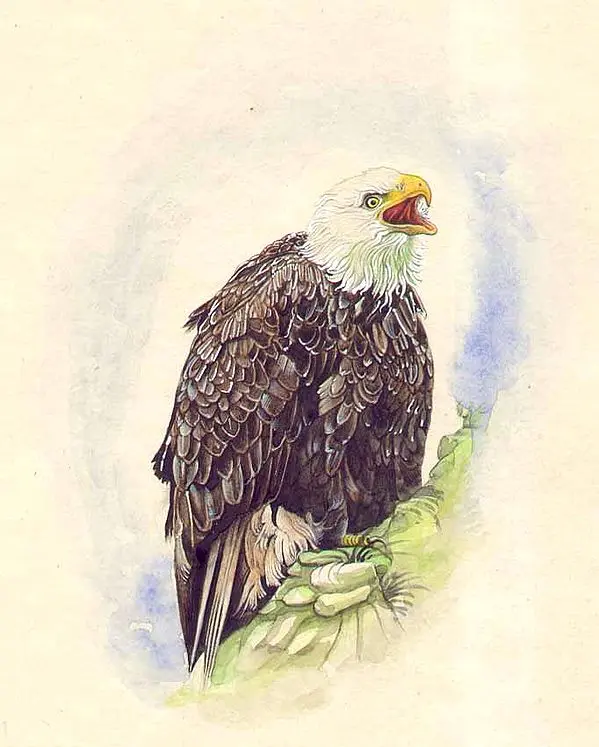 Bald Eagle
