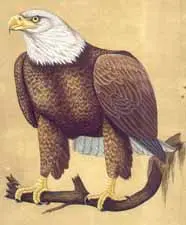 Bald Eagle