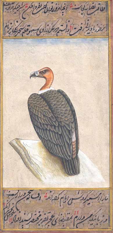 Bengal Vulture (Gyps bengalensis)