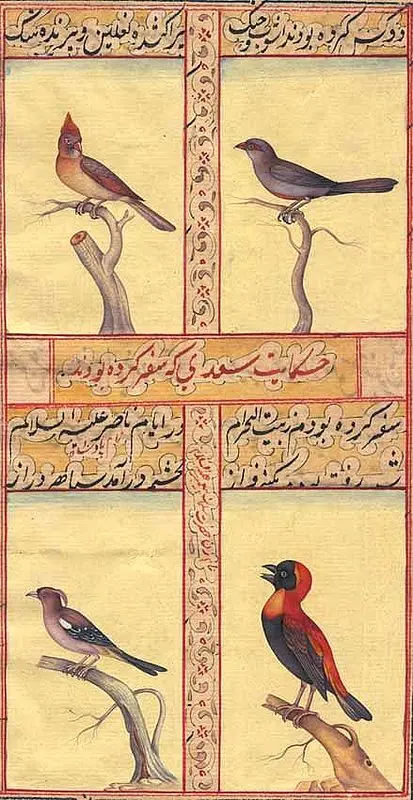 Birds