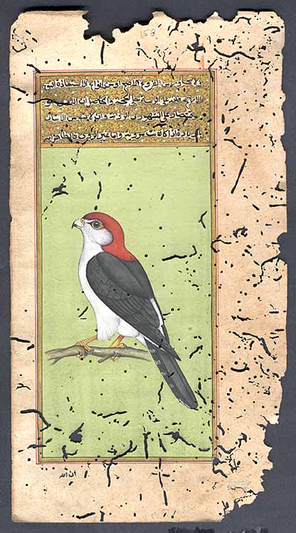 Birds of Prey of the World - Fielden's Falconet