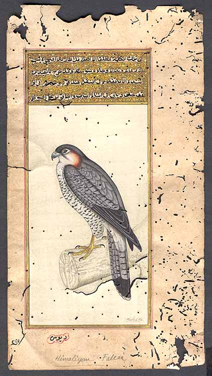 Birds of Prey of the World - Himalayan Falcon