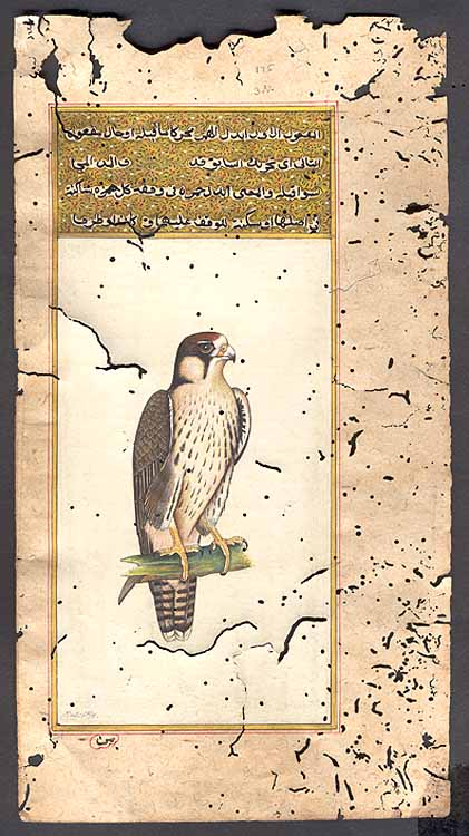 Birds of Prey of the World - Laggar Falcon
