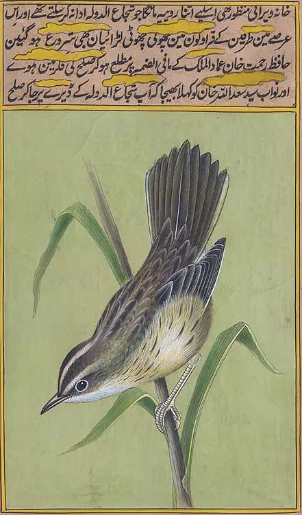 Blue-Breasted Tit