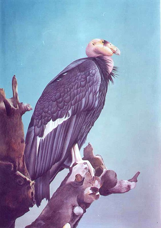 California Condor, World's Rarest Bird of Prey