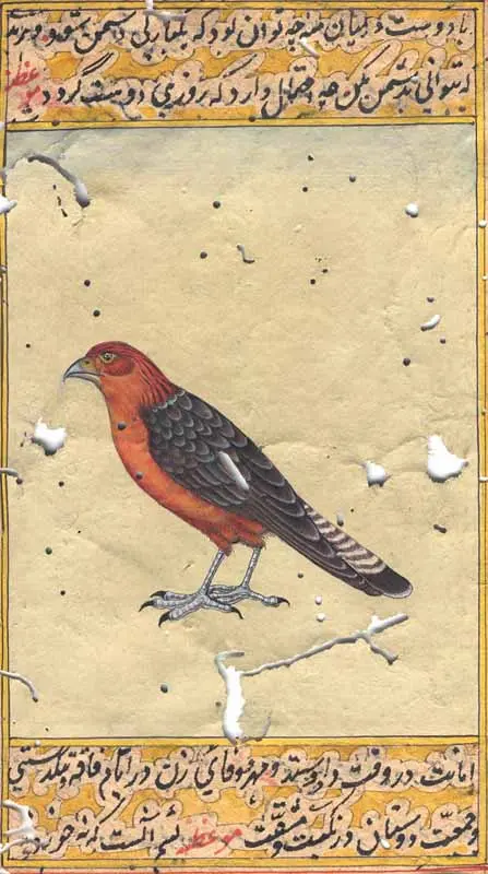 Chimango Caracara