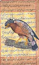 Crested Falcon