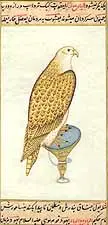 Falcon