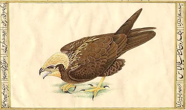 Falcon