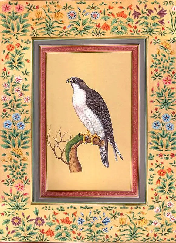 Falcon