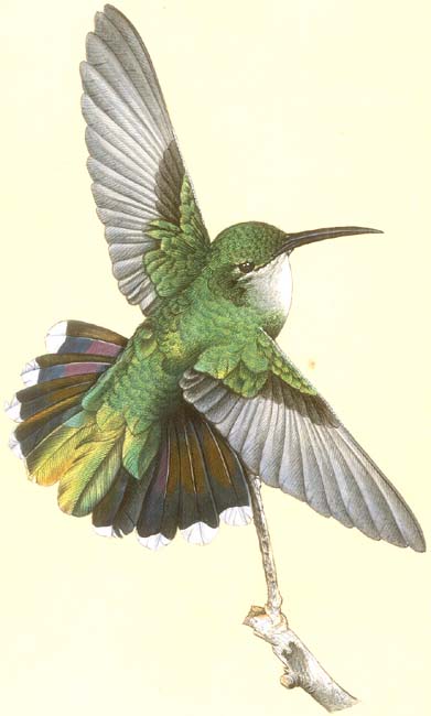 Female Antillean Mango Hummingbird