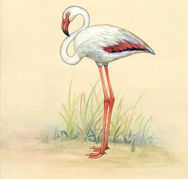 Flamingo