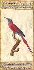 Flycatcher