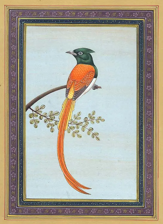 Flycatcher