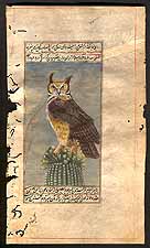 Great Horned Owl<br>Bubo virginianus