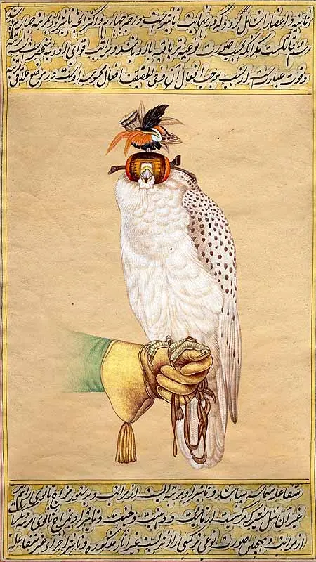 Gyrfalcon