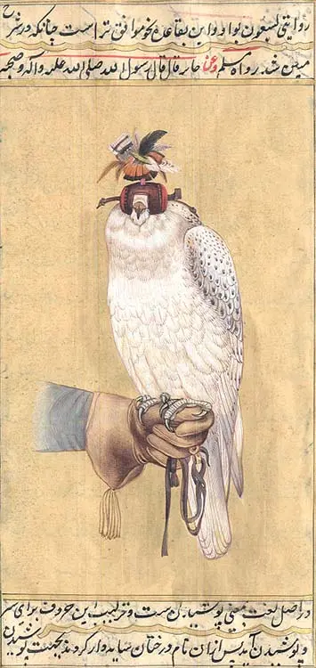 Gyrfalcon