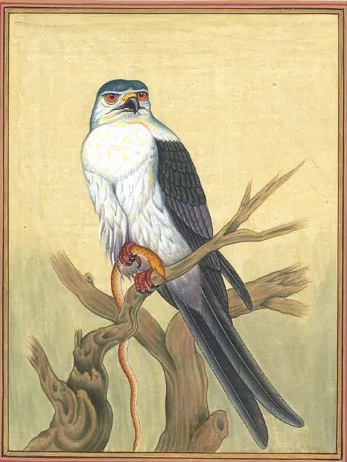 Himalayan Eagle