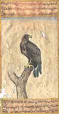 Himalayan Golden Eagle (Aquila chrysaetos)
