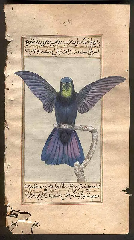 Hummingbird
