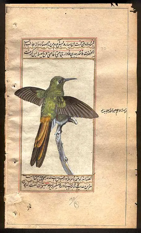 Hummingbird