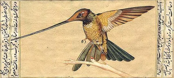 Hummingbird
