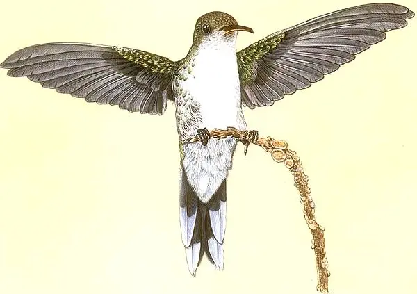 Hummingbird