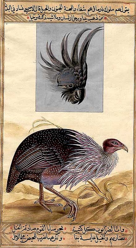 John Gould's Birds<br>Numida Vulturina